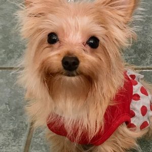 Meet your Posher, Echo